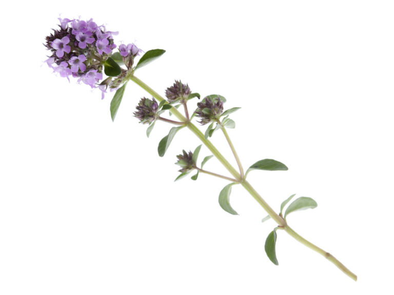 planta medicinal de tomillo